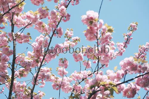 сакура, ветка, цветы, Япония, цветение